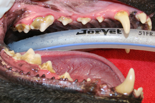 dog mouth before dental